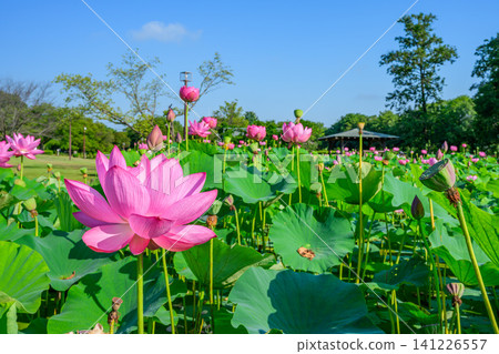 On a clear summer morning, the beautiful Gyoda lotus flowers bloom profusely in the ancient lotus pond against the backdrop of a blue sky in the ancient lotus village. On a clear summer morning, the beautiful Gyoda lotus flowers bloom profusely in the ancient lotus pond against the backdrop of a blue sky in the ancient lotus village. 141226557