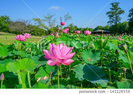 在一個晴朗的夏日清晨,在古老的蓮花村里,美麗的吉奧達蓮花在藍天的映襯下,於古老的蓮花池中競相綻放。 在一個晴朗的夏日清晨,在古老的蓮花村里,美麗的吉奧達蓮花在藍天的映襯下,於古老的蓮花池中競相綻放。 141226559