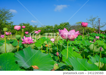 在一個晴朗的夏日清晨,在古老的蓮花村里,美麗的吉奧達蓮花在藍天的映襯下,於古老的蓮花池中競相綻放。 在一個晴朗的夏日清晨,在古老的蓮花村里,美麗的吉奧達蓮花在藍天的映襯下,於古老的蓮花池中競相綻放。 141226560