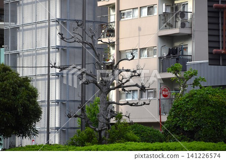 Perhaps due to the effects of global environmental changes, dead trees are becoming increasingly common along the streets. Perhaps due to the effects of global environmental changes, dead trees are becoming increasingly common along the streets. 141226574