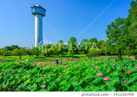 On a clear summer day, the vast ancient lotus pond at Kodai Hasu no Sato (Ancient Lotus Village) is viewed against the backdrop of the towering Gyoda Tower against the blue sky. On a clear summer day, the vast ancient lotus pond at Kodai Hasu no Sato (Ancient Lotus Village) is viewed against the backdrop of the towering Gyoda Tower against the blue sky. 141226709