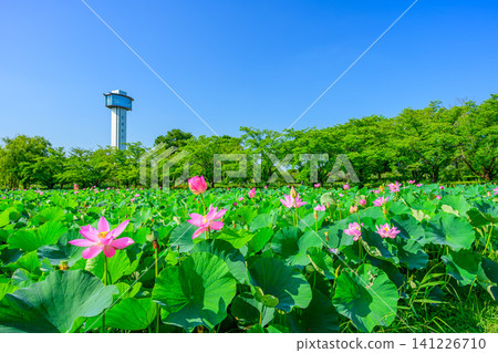 On a clear summer day, the vast ancient lotus pond at Kodai Hasu no Sato (Ancient Lotus Village) is viewed against the backdrop of the towering Gyoda Tower against the blue sky. On a clear summer day, the vast ancient lotus pond at Kodai Hasu no Sato (Ancient Lotus Village) is viewed against the backdrop of the towering Gyoda Tower against the blue sky. 141226710