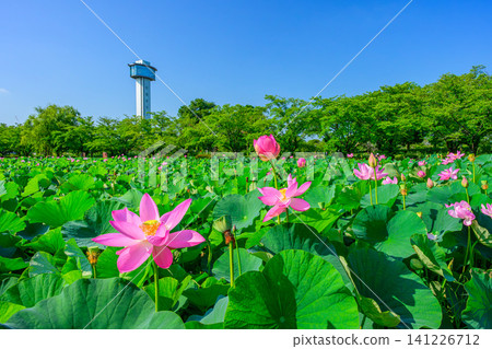 On a clear summer day, the vast ancient lotus pond at Kodai Hasu no Sato (Ancient Lotus Village) is viewed against the backdrop of the towering Gyoda Tower against the blue sky. On a clear summer day, the vast ancient lotus pond at Kodai Hasu no Sato (Ancient Lotus Village) is viewed against the backdrop of the towering Gyoda Tower against the blue sky. 141226712