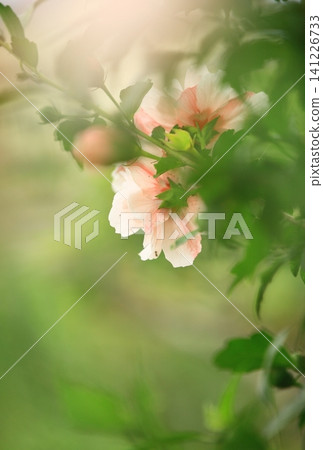 pretty flowers pretty flowers 141226733