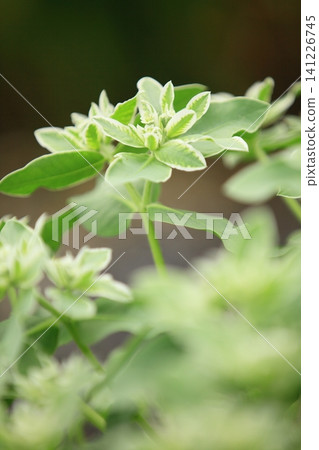漂亮的花 漂亮的花 141226745