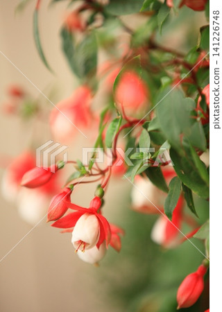 pretty flowers pretty flowers 141226748