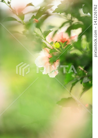 pretty flowers pretty flowers 141226762
