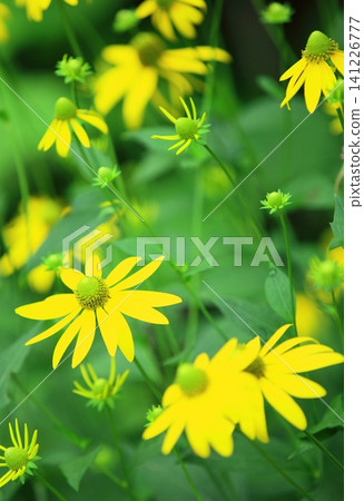 漂亮的花 漂亮的花 141226777