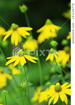 漂亮的花 漂亮的花 141226778