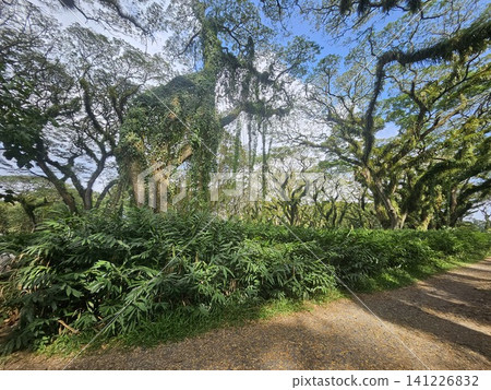 a lush green forest of ancient, moss-covered rain trees with spreading canopies, resembling a mystical fairytale woodland in Indonesia. a lush green forest of ancient, moss-covered rain trees with spreading canopies, resembling a mystical fairytale woodland in Indonesia. 141226832