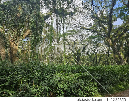 a lush green forest of ancient, moss-covered rain trees with spreading canopies, resembling a mystical fairytale woodland in Indonesia. a lush green forest of ancient, moss-covered rain trees with spreading canopies, resembling a mystical fairytale woodland in Indonesia. 141226853