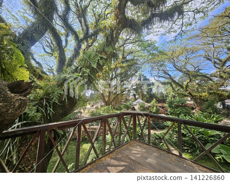 a lush green forest of ancient, moss-covered rain trees with spreading canopies, resembling a mystical fairytale woodland in Indonesia. a lush green forest of ancient, moss-covered rain trees with spreading canopies, resembling a mystical fairytale woodland in Indonesia. 141226860