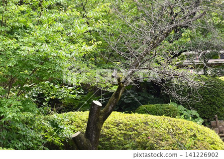 Perhaps due to the effects of global environmental changes, dead trees are noticeable in the park. Perhaps due to the effects of global environmental changes, dead trees are noticeable in the park. 141226902