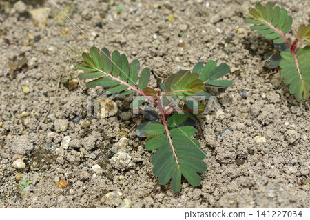 Leaves of comicorn 141227034