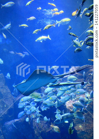 鯊魚群在學校裡游泳 141227059