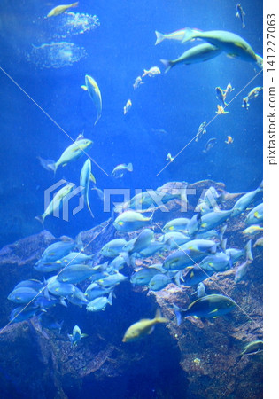 鯊魚群在學校裡游泳 鯊魚群在學校裡游泳 141227063