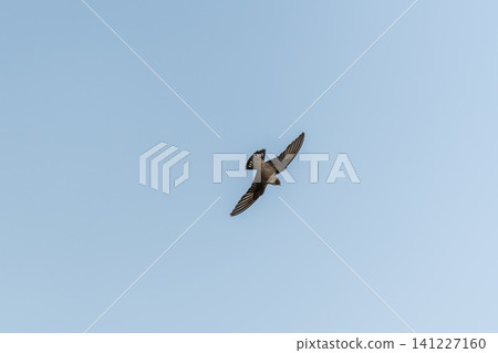 Eurasian Crag Martin (Ptyonoprogne rupestris) flying in the blue sky Eurasian Crag Martin (Ptyonoprogne rupestris) flying in the blue sky 141227160