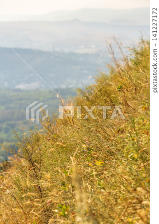 Dry branches on green background Dry branches on green background 141227172