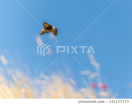 Eurasian Crag Martin (Ptyonoprogne rupestris) flying in the blue sky Eurasian Crag Martin (Ptyonoprogne rupestris) flying in the blue sky 141227173