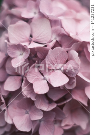 pink hydrangea wet in the rain pink hydrangea wet in the rain 141227231