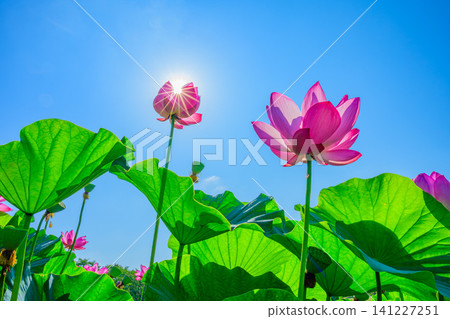 On a clear summer day, two ancient lotus flowers glow in the sunlight and transmitted light, viewed from a low vantage point in the Ancient Lotus Village. On a clear summer day, two ancient lotus flowers glow in the sunlight and transmitted light, viewed from a low vantage point in the Ancient Lotus Village. 141227251