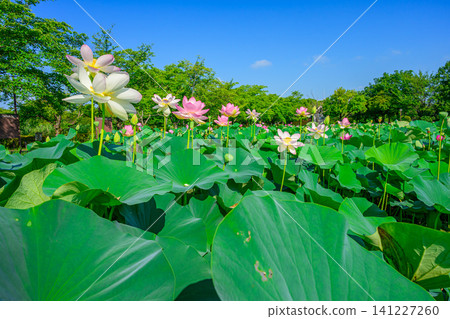 On a clear summer day, a panoramic view of the beautifully blooming white and pink Kaihime lotus flowers at the Ancient Lotus Village Aquatic Plant Garden. On a clear summer day, a panoramic view of the beautifully blooming white and pink Kaihime lotus flowers at the Ancient Lotus Village Aquatic Plant Garden. 141227260