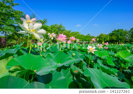 On a clear summer day, a panoramic view of the beautifully blooming white and pink Kaihime lotus flowers at the Ancient Lotus Village Aquatic Plant Garden. On a clear summer day, a panoramic view of the beautifully blooming white and pink Kaihime lotus flowers at the Ancient Lotus Village Aquatic Plant Garden. 141227261