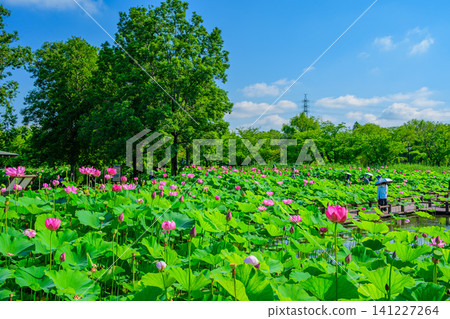 On a clear summer day, a panoramic view from a slightly elevated position in the Ancient Lotus Village shows the ancient lotus pond in full bloom and the people strolling along. 141227264