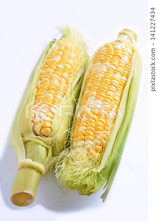 Corn (Ama-musume variety) Corn (Ama-musume variety) 141227434