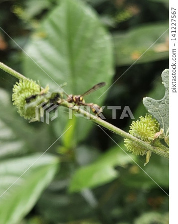 This is an ant on a green leaf with a micro lens This is an ant on a green leaf with a micro lens 141227567