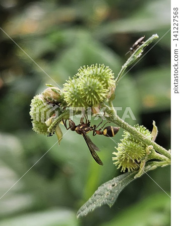 This is an ant on a green leaf with a micro lens This is an ant on a green leaf with a micro lens 141227568