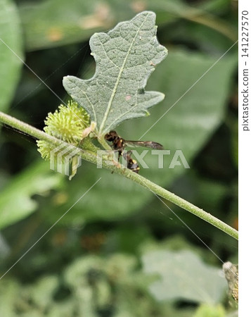 This is an ant on a green leaf with a micro lens This is an ant on a green leaf with a micro lens 141227570
