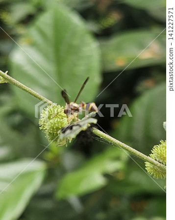 This is an ant on a green leaf with a micro lens This is an ant on a green leaf with a micro lens 141227571