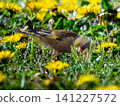 Stonefinch walking on the ground 141227572