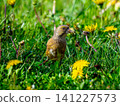 Stonefinch walking on the ground 141227573