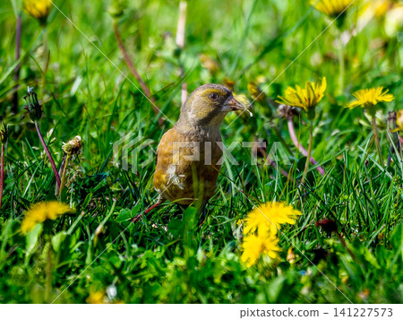 Stonefinch walking on the ground Stonefinch walking on the ground 141227573