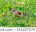 Stonefinch walking on the ground 141227574