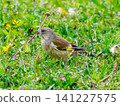Stonefinch walking on the ground 141227575