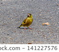 Stonefinch walking on the ground 141227576