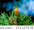 Kawarahiwa which sticks to the branch 141227578