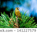 Kawarahiwa which sticks to the branch 141227579