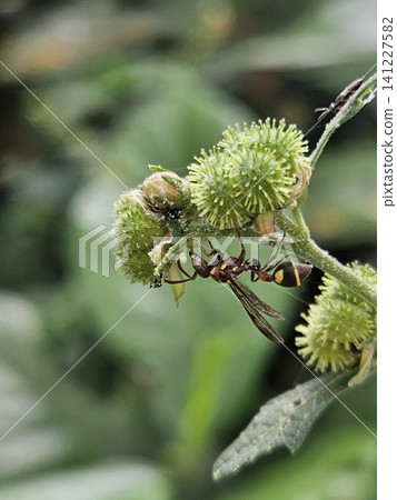 This is an ant on a green leaf with a micro lens This is an ant on a green leaf with a micro lens 141227582