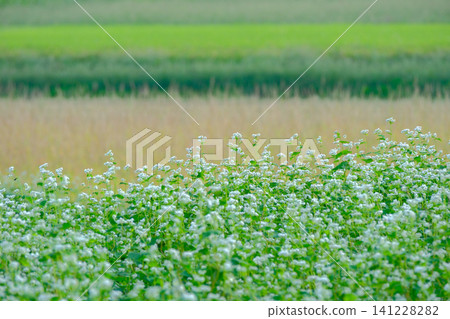 Buckwheat fields and rice paddies Buckwheat fields and rice paddies 141228282