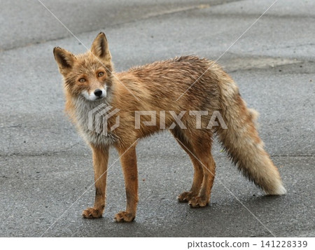 Kita fox Kita fox 141228339