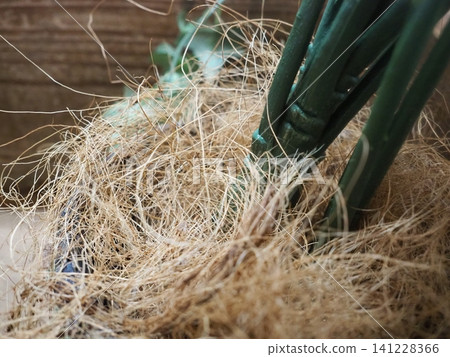 Coconut fiber Coconut fiber 141228366