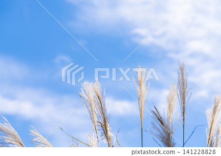 [Autumn Scenery] Pampas grass swaying in the blue sky [Nagano Prefecture] 141228828