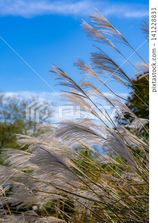 【秋景】藍天下搖曳的蒲葦草【長野郡】 【秋景】藍天下搖曳的蒲葦草【長野郡】 141228831