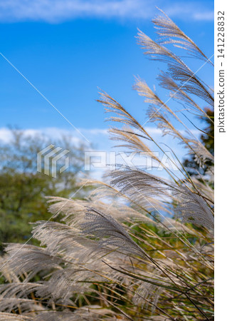 【秋景】藍天下搖曳的蒲葦草【長野郡】 【秋景】藍天下搖曳的蒲葦草【長野郡】 141228832