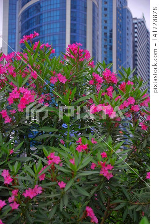 Modern resort skyscrapers with pink oleander flowers in Batumi with copy space Modern resort skyscrapers with pink oleander flowers in Batumi with copy space 141228878