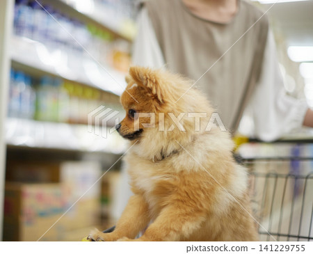 一隻可愛的博美幼犬坐在家居建材商店的購物車上。 一隻可愛的博美幼犬坐在家居建材商店的購物車上。 141229755
